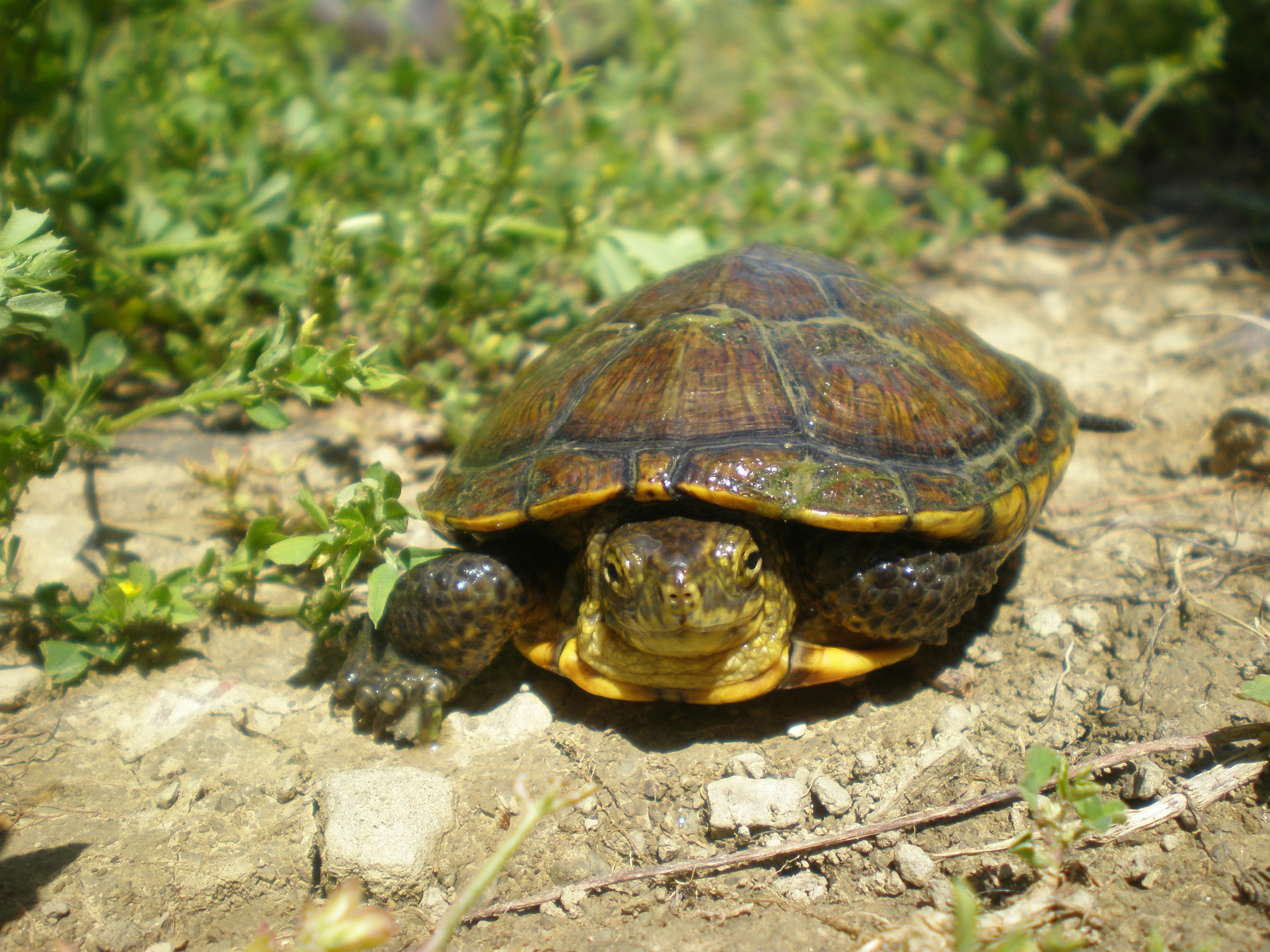 Emys orbicularis